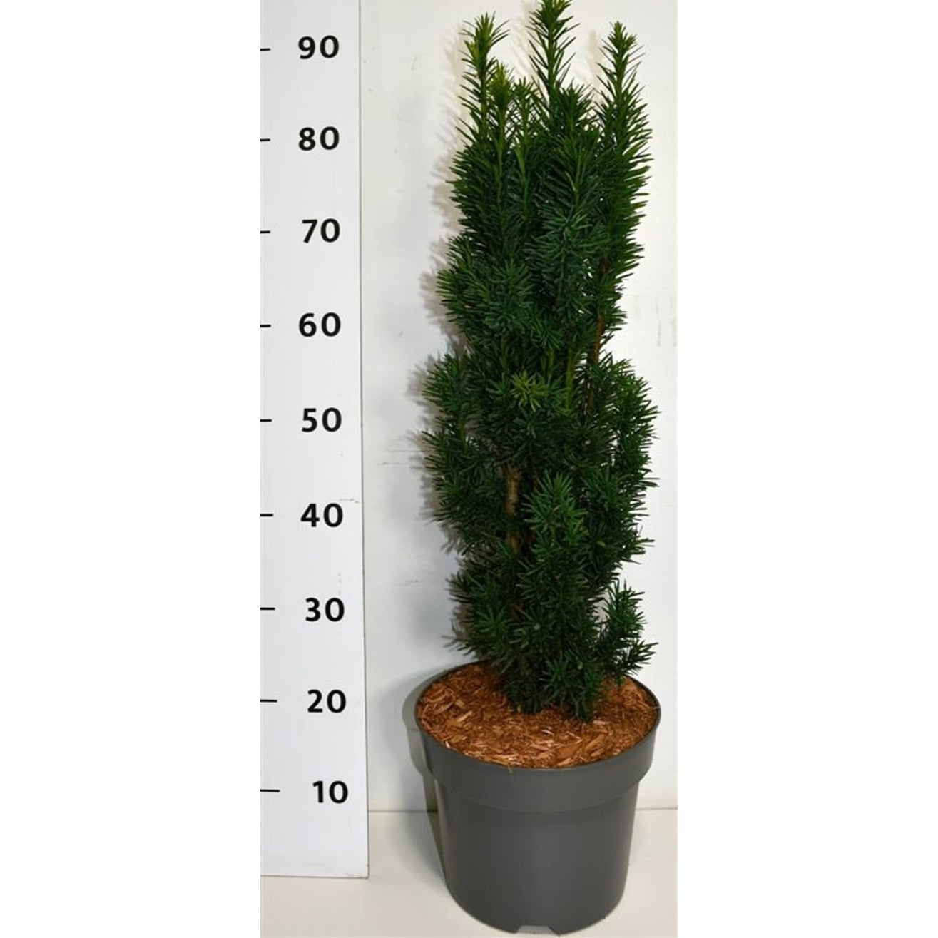 Idegran – Taxus baccata 'Fastigiata Robusta' - C7.5 50-60 cm.